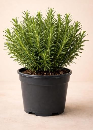 41RB5Em7v6L 41RB5Em7v6L