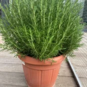 Highly_Benefited_Rosemary_Plant___Aromatic_Culinary_Herb_for_Cooking__Indoor_Outdoor_Garden__Easy_to_Grow_JD5PE6UBKU_2025-12-12_1