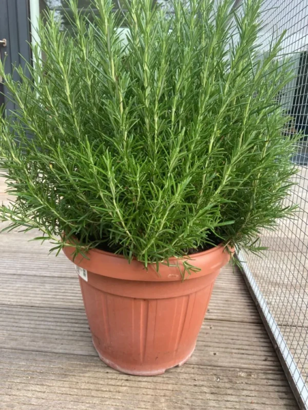 Highly_Benefited_Rosemary_Plant___Aromatic_Culinary_Herb_for_Cooking__Indoor_Outdoor_Garden__Easy_to_Grow_JD5PE6UBKU_2025-12-12_1 Highly_Benefited_Rosemary_Plant___Aromatic_Culinary_Herb_for_Cooking__Indoor_Outdoor_Garden__Easy_to_Grow_JD5PE6UBKU_2025-12-12_1