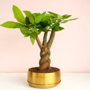 Pachira_money_tree_bonsai_by_Abana_Homes_in_Metal_Pot