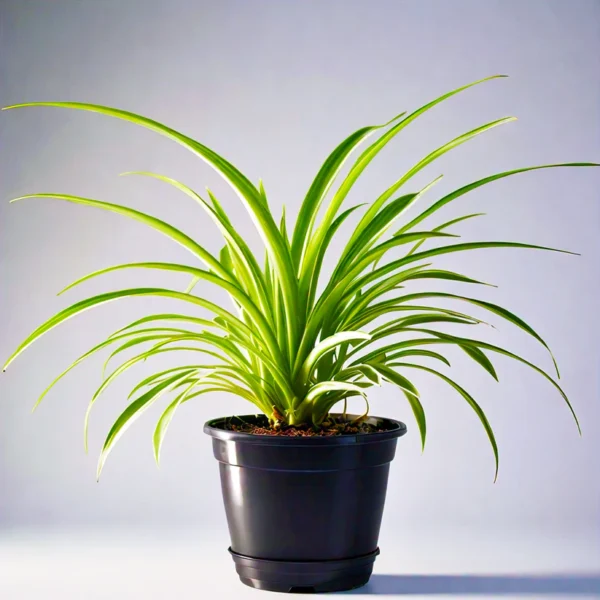 SpiderPlant_ChlorophytumComosum_-Air-PurifyingIndoorPlant-3