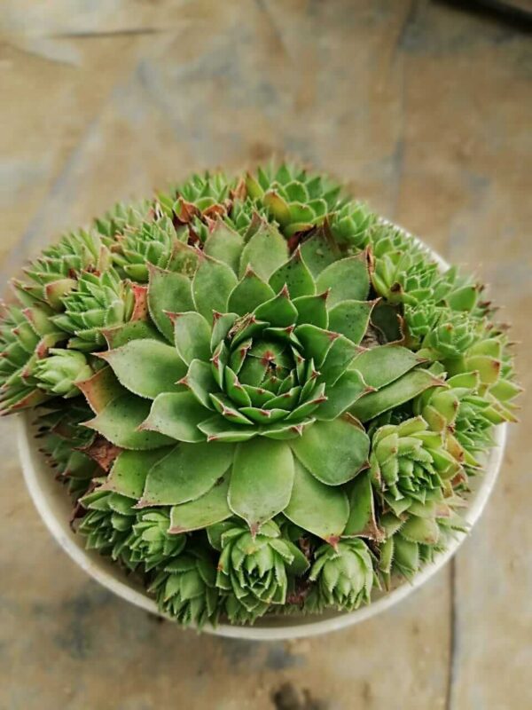 WhatsApp-Image-2021-10-18-at-00.19.58