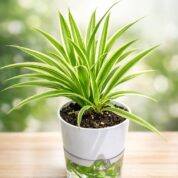 WhatsApp Image 2026-03-18 at 19.26.43