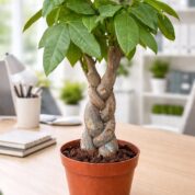 WhatsApp Image 2026-03-18 at 19.34.43