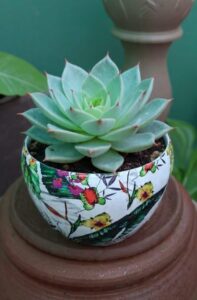 Lakshmi Kamal Live Plant