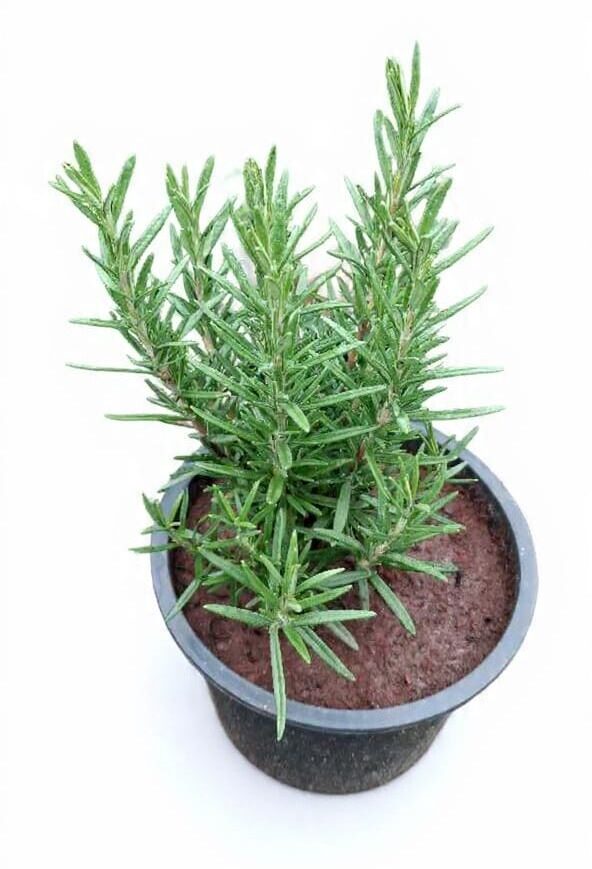 WhatsApp Image 2026-03-20 at 19.18.13 WhatsApp Image 2026-03-20 at 19.18.13