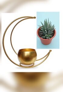 Zebra Haworthia Live Green Plant with Metal Pot