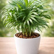 WhatsApp Image 2026-03-20 at 20.04.46