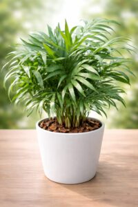 Table Palm (Live Green Premium Quality Plant)