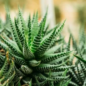 ZebraPlant_Haworthiafasciata_Indoor_OutdoorLivePlant-Seed2Plant-3