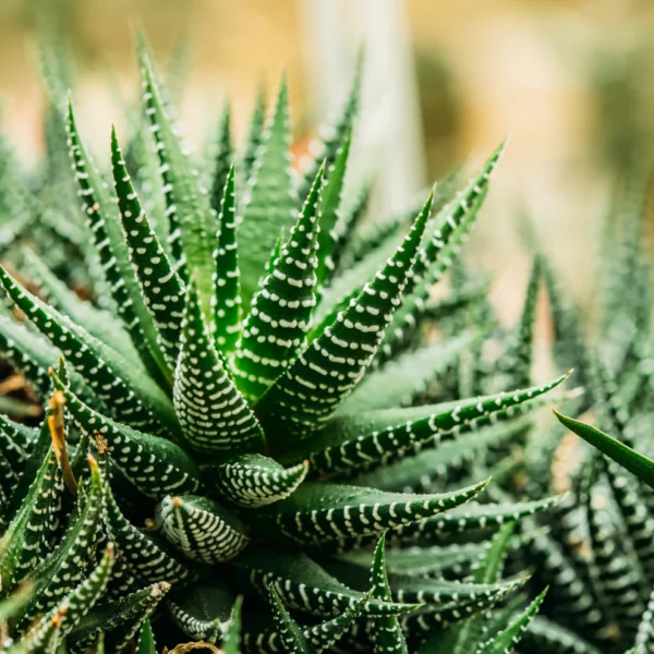 ZebraPlant_Haworthiafasciata_Indoor_OutdoorLivePlant-Seed2Plant-3